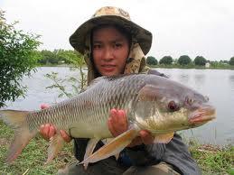 detoate - images-20.jpg